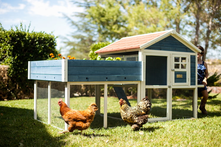 millennial pet advantek chicken coop millennial pet advantek chicken coop